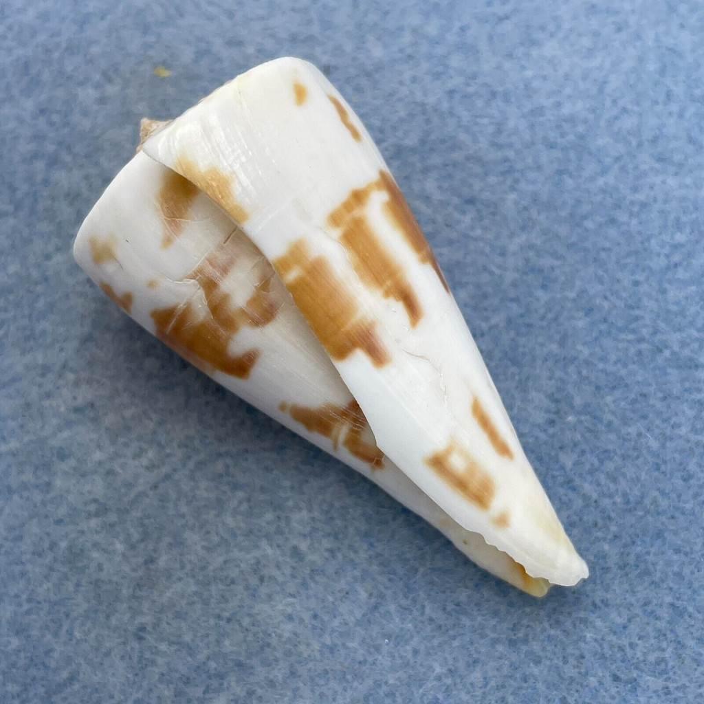 #10 Conus tribblei 53.4mm F (Lip Chip) Tayabas Bay, Quezon, Philippines