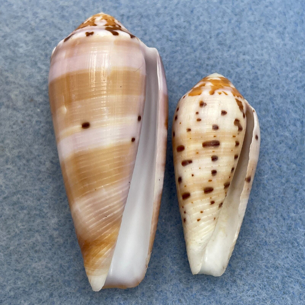 #30 Conus circumcisus 36.2-49.9mm F (Rough Lips) Philippines