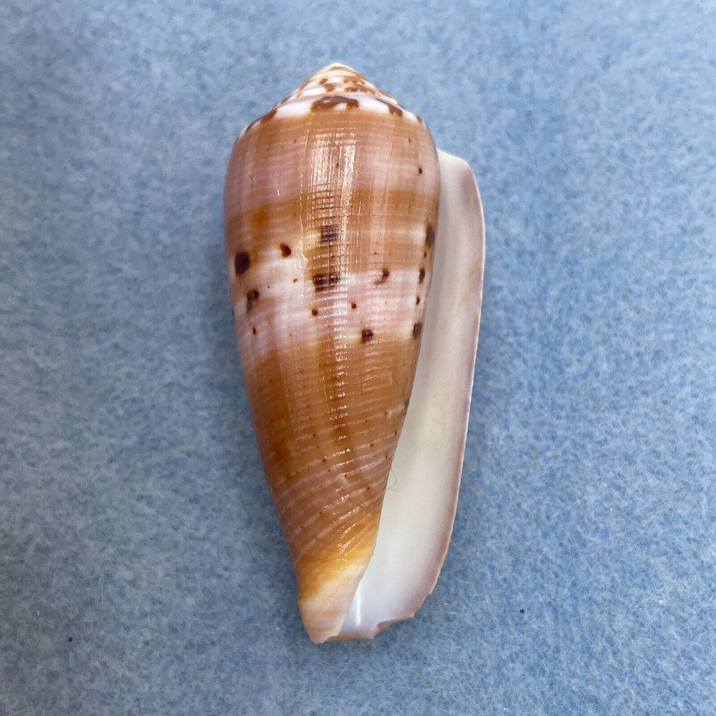 #41 Conus circumcisus 51.4mm F+ Philippines