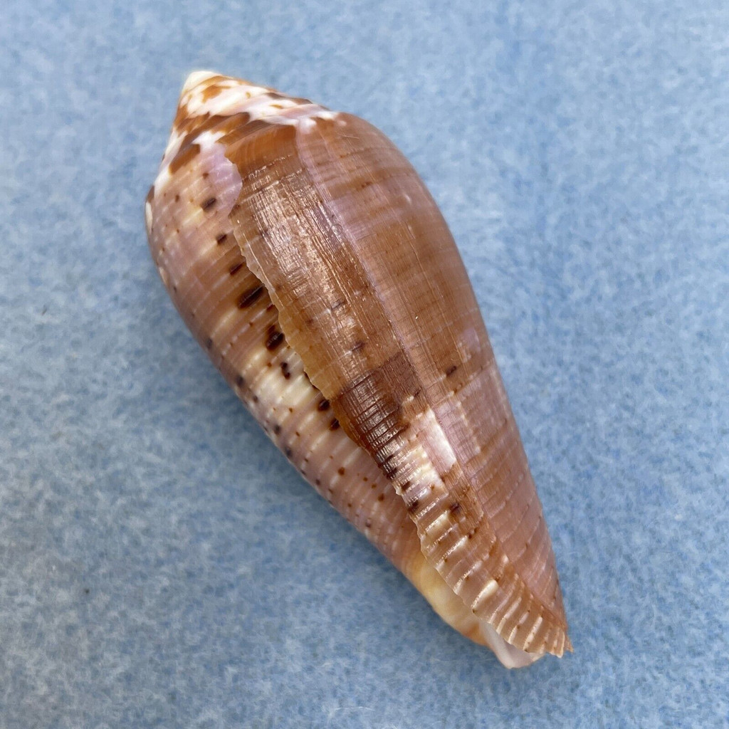 #46 Conus circumcisus 58.5mm F+ Philippines