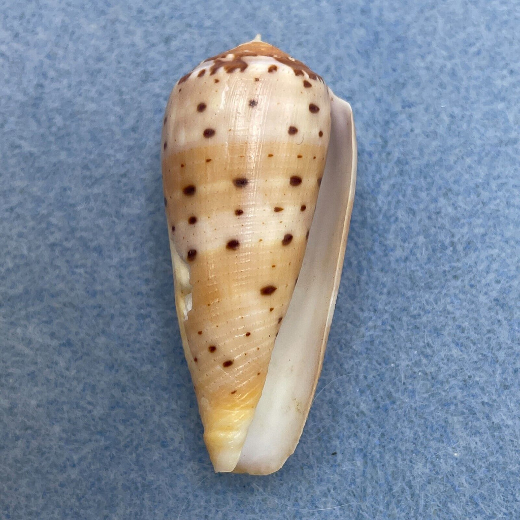 #35 Conus circumcisus 45.5mm F+ Philippines