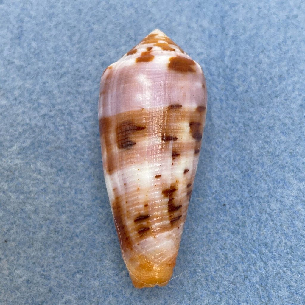 #36 Conus circumcisus 46.3mm F+ Philippines