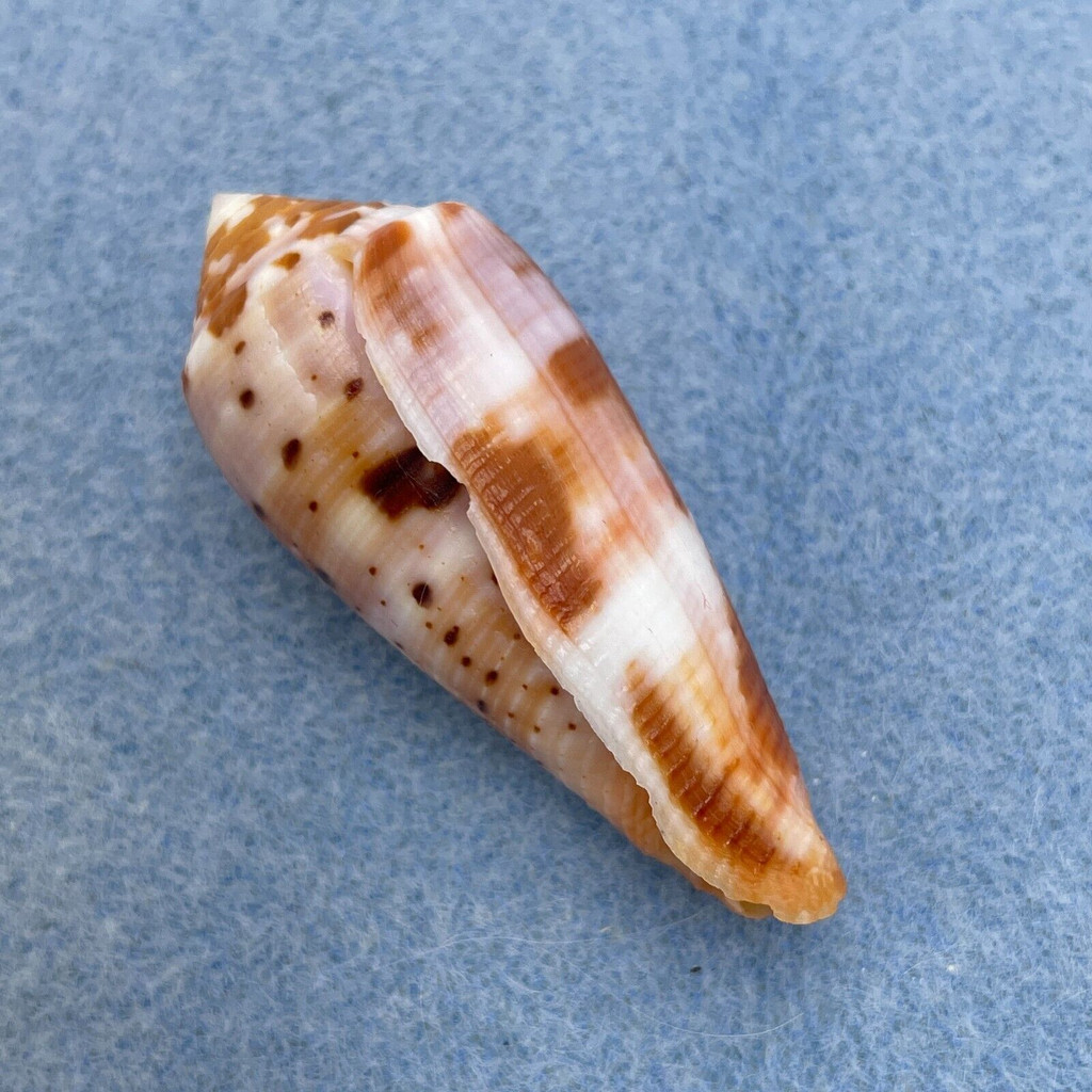 #36 Conus circumcisus 46.3mm F+ Philippines