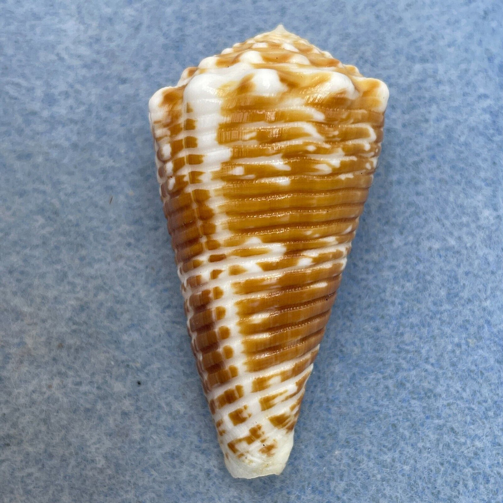 #3 Conus sulcocastaneus 47.8mm F++ Philippines