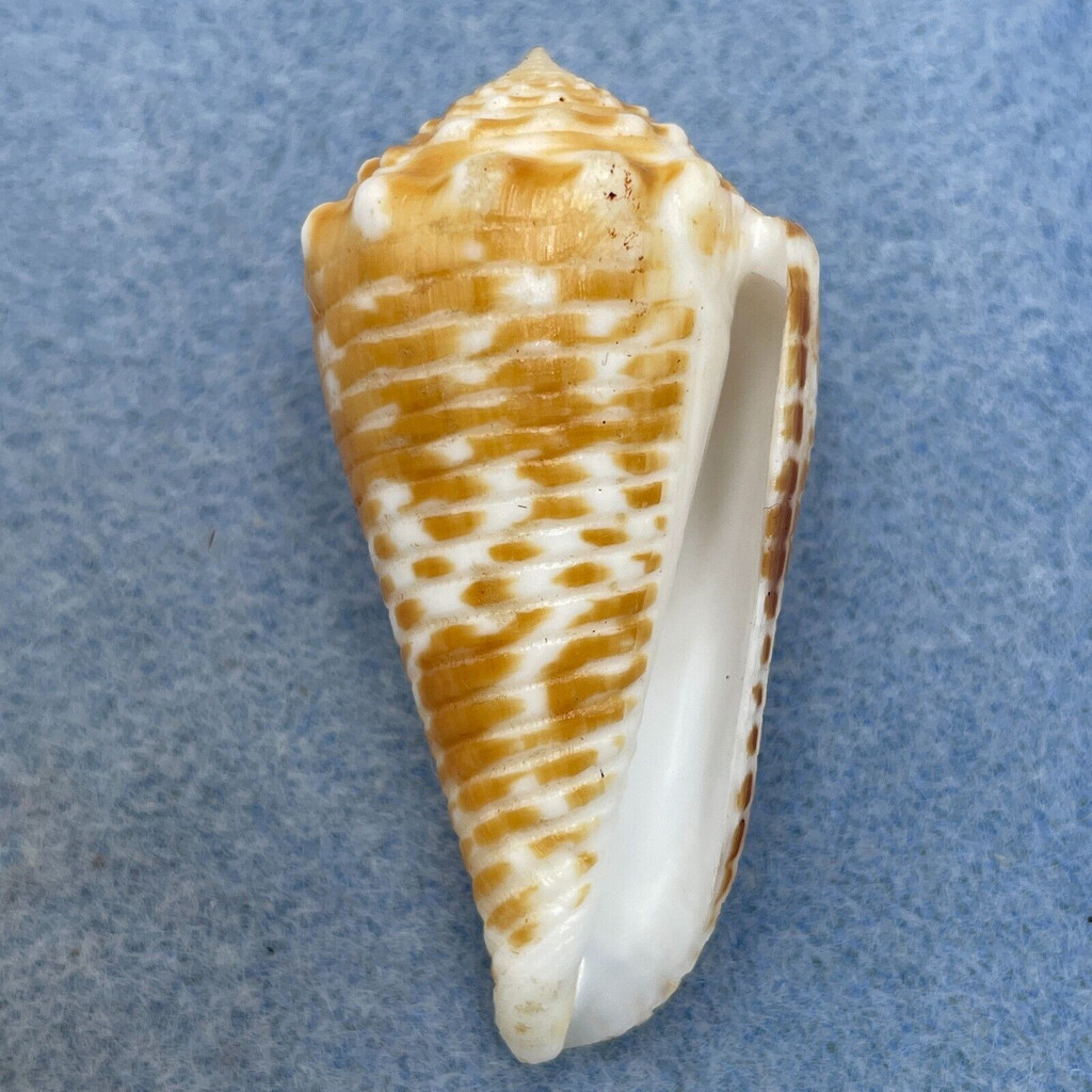 #5 Conus sulcocastaneus 48.8mm F+ Philippines