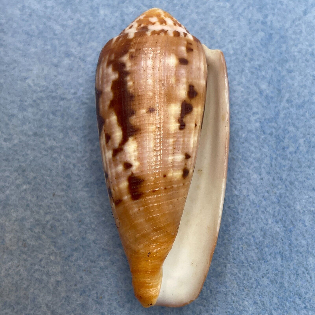 #53 Conus circumcisus 58.9mm F+ Philippines