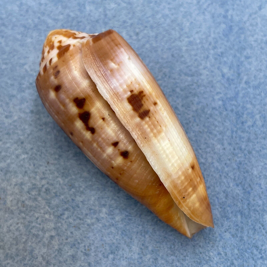 #53 Conus circumcisus 58.9mm F+ Philippines
