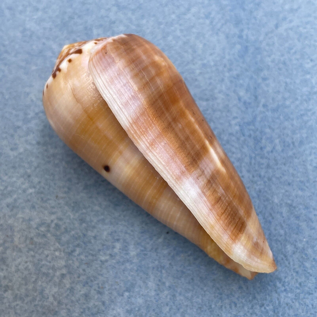 #52 Conus circumcisus 66mm F+ Philippines