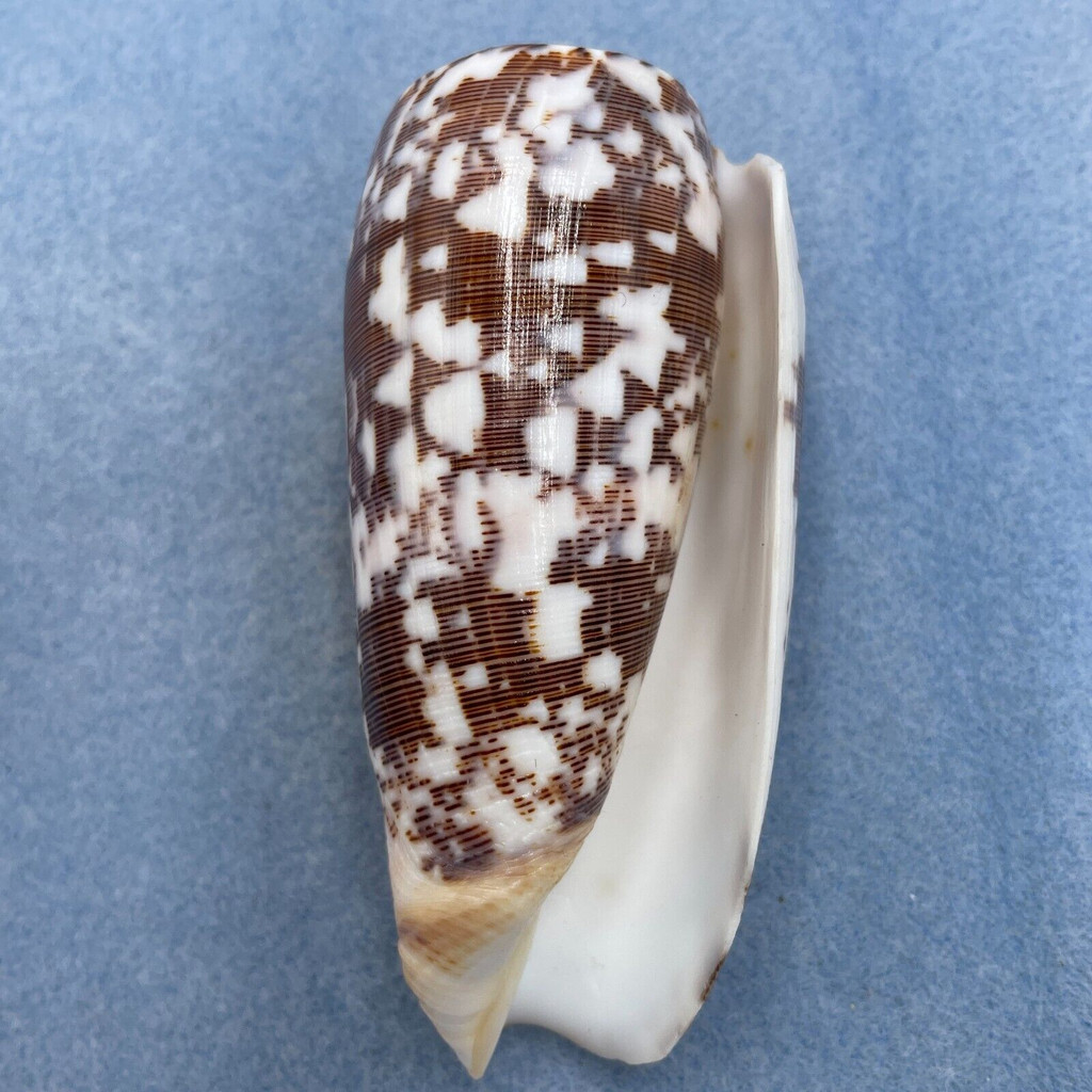 #9 Conus striatus 102.3mm F++ Philippines