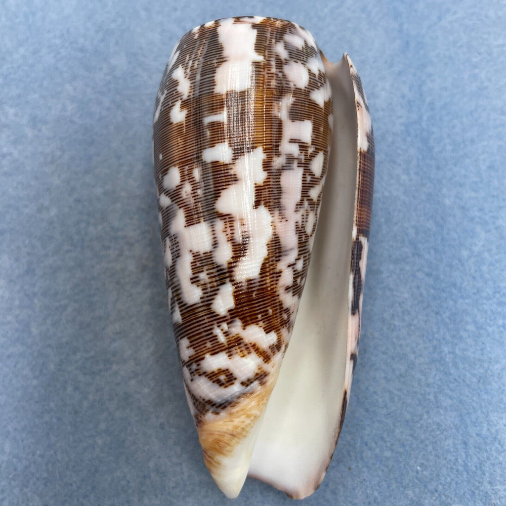 #10 Conus striatus 90.1mm F++ Philippines