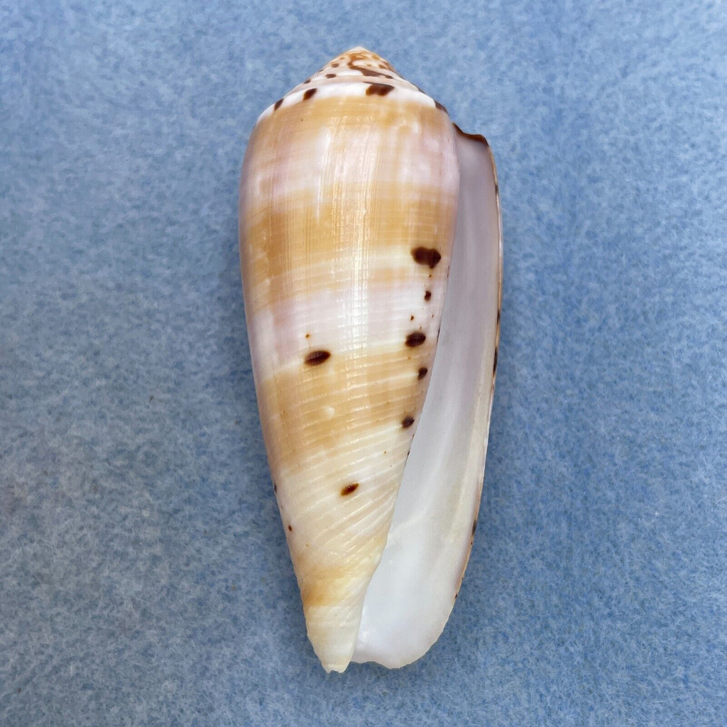 #50 Conus circumcisus 65.6mm F+ Philippines