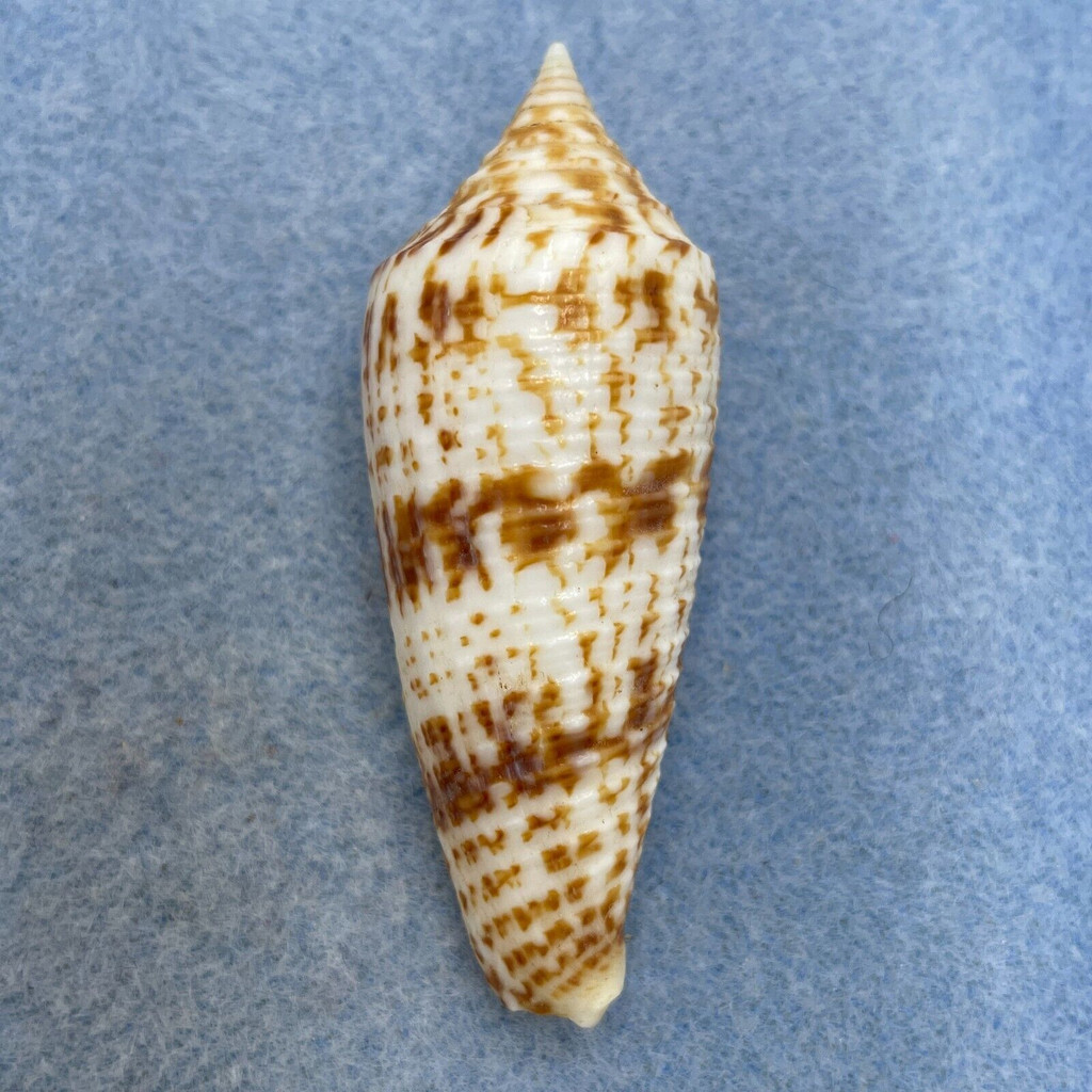 #9 Conus australis 60mm F++ Northern Borneo By Local Tribesmen