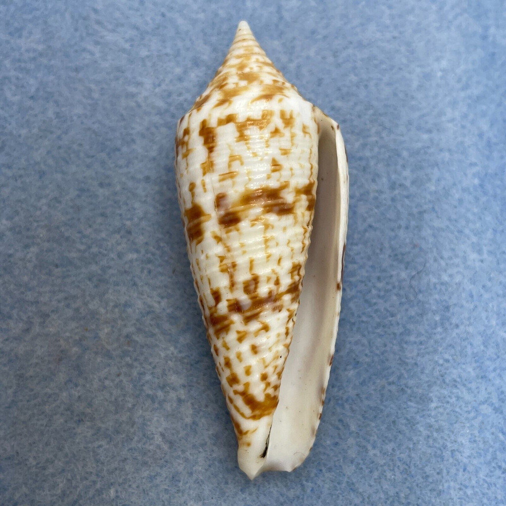 #9 Conus australis 60mm F++ Northern Borneo By Local Tribesmen