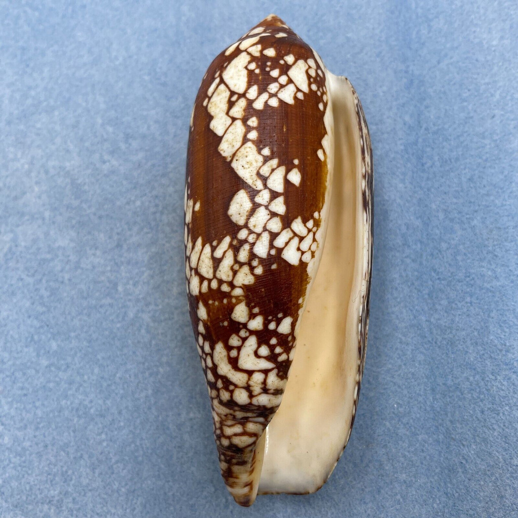 #1 Conus aulicus 123mm F+ Sulu, Philippines, Dived On Reef, Shallow Water