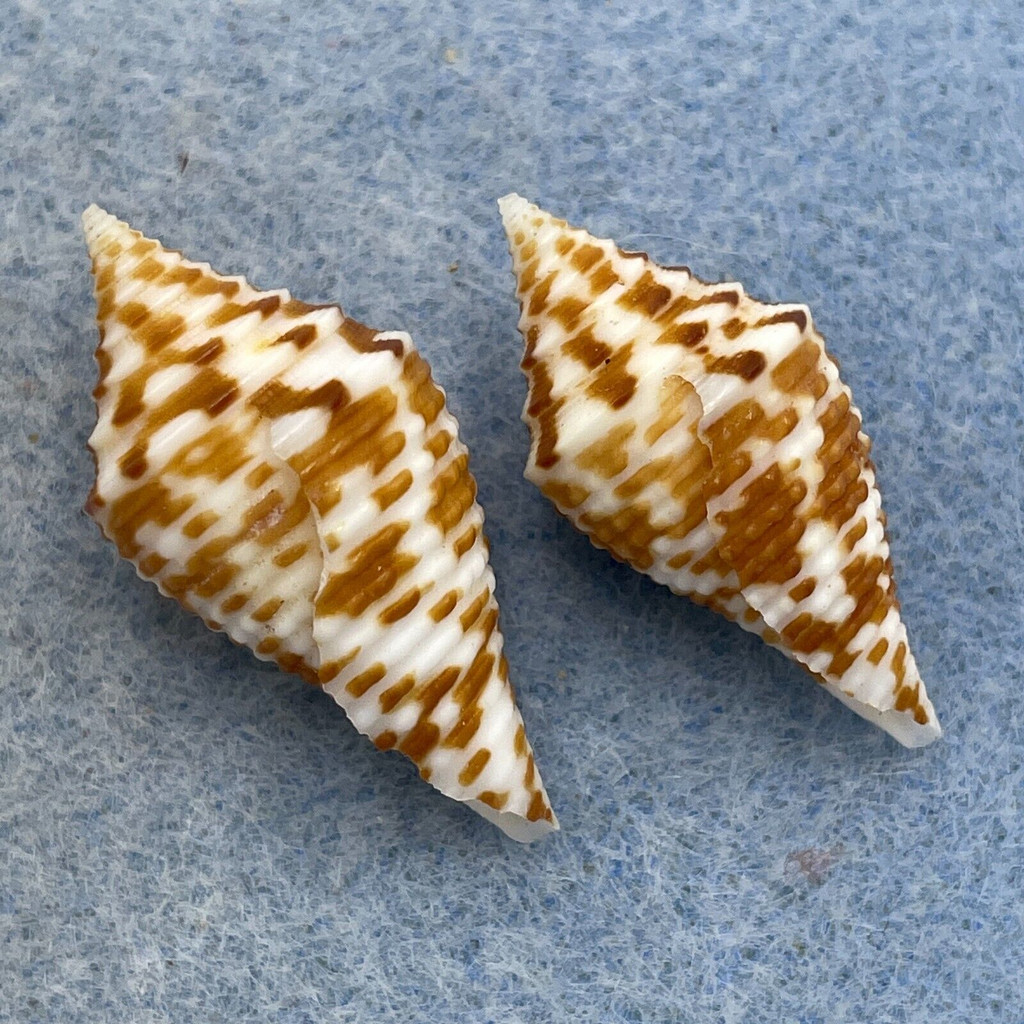 #34 Conus praecellens 27.7-30.7mm F+ Trawled, Philippines