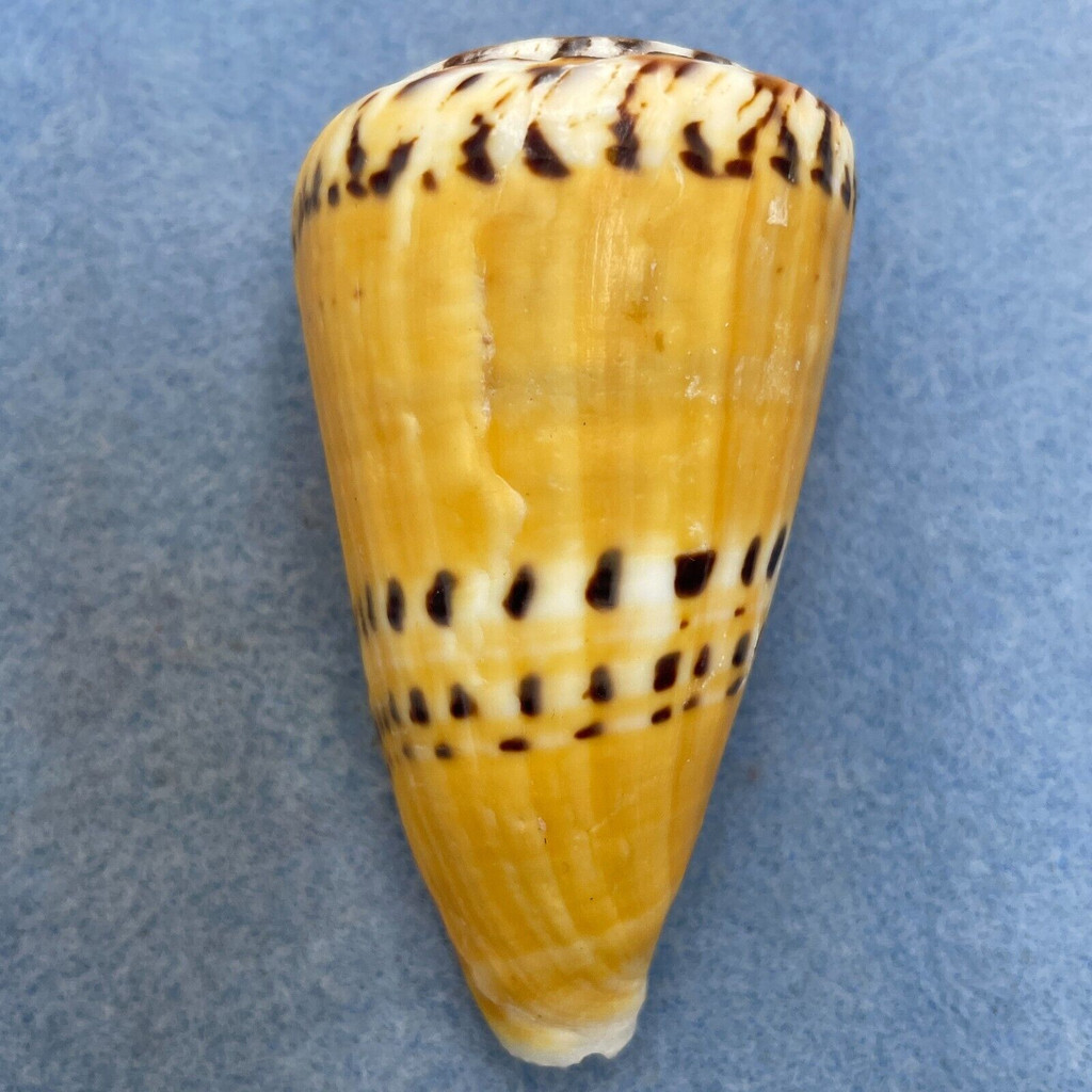 #15 Conus mustelinus 73.7mm F+ (Rough Lip) Philippines