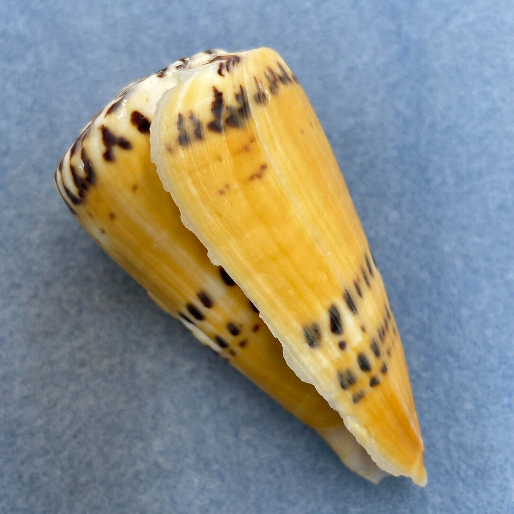 #15 Conus mustelinus 73.7mm F+ (Rough Lip) Philippines