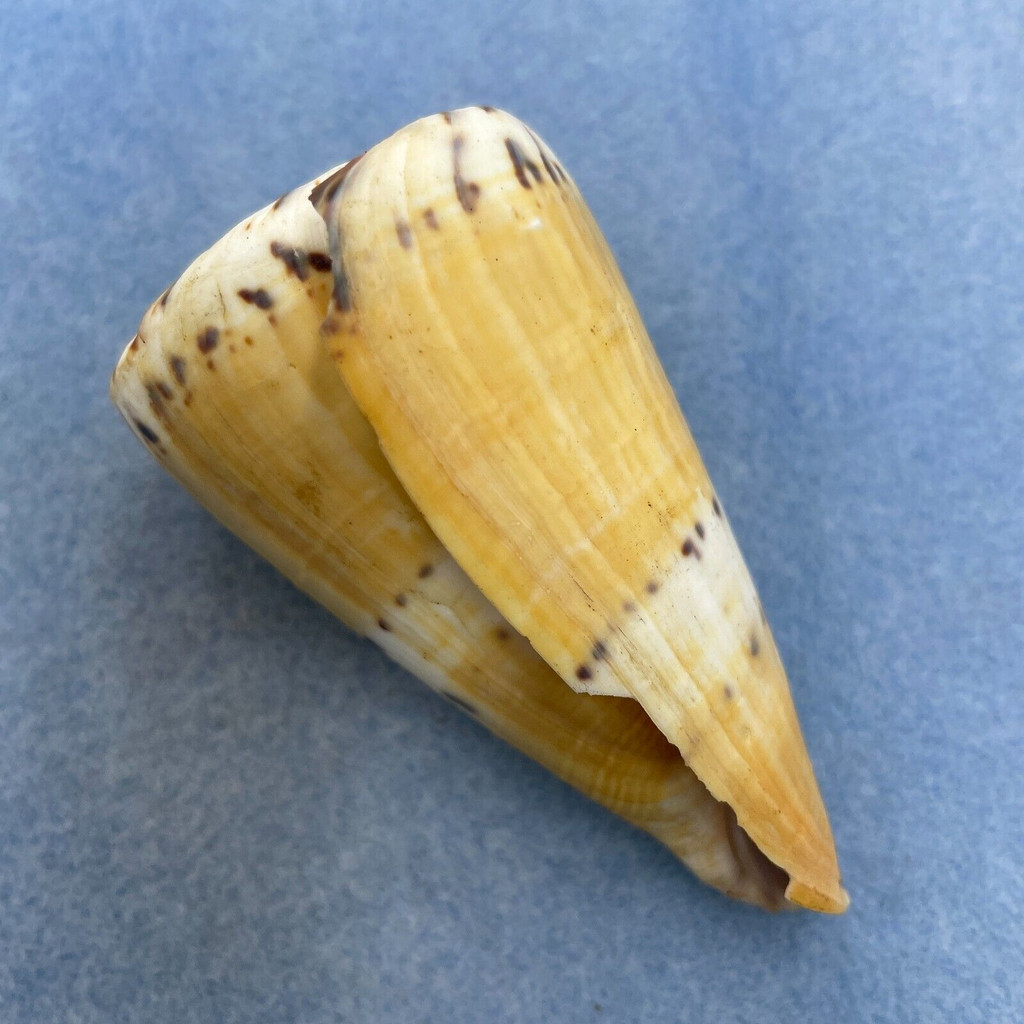 #16 Conus mustelinus 80.8mm F+ (Chipped Lip) Philippines