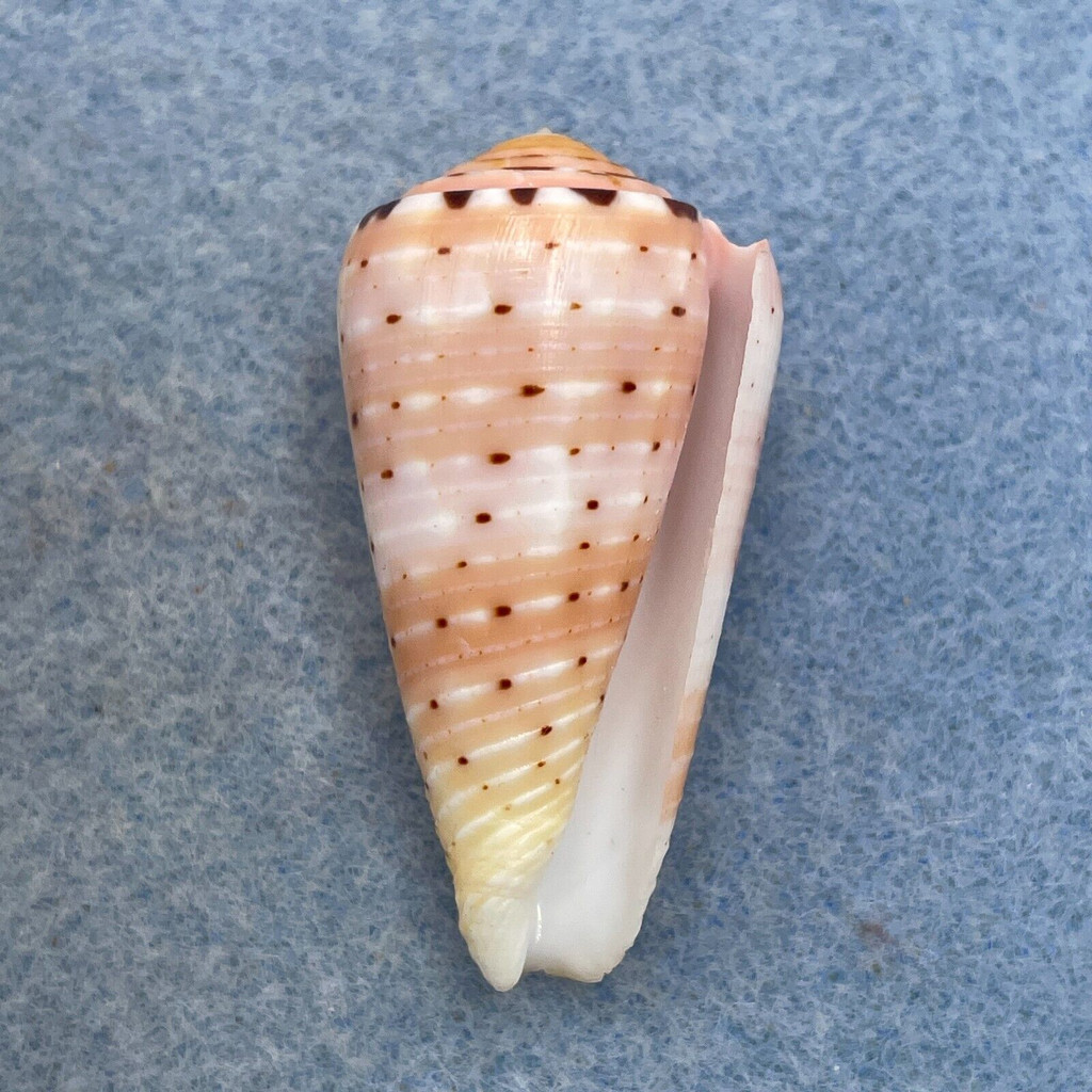 #2 Conus aurisiacus 40.4mm F+ Trawled, Indonesia