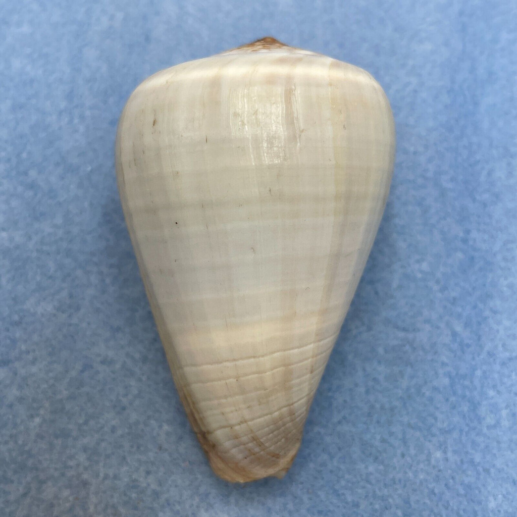 Conus loroisii 66.1mm F+ Phuket, Thailand, Trawled 40' In Sand/Mud