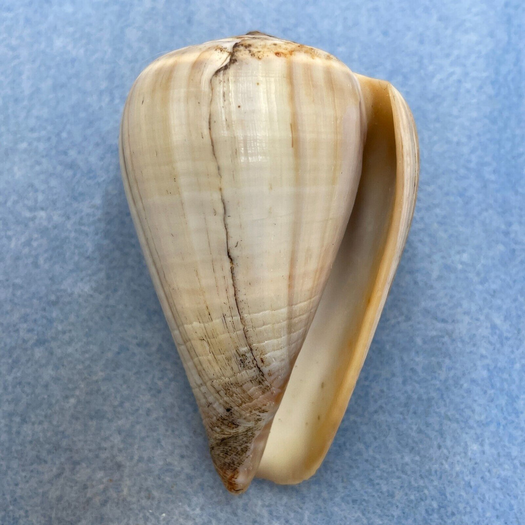 Conus loroisii 66.1mm F+ Phuket, Thailand, Trawled 40' In Sand/Mud