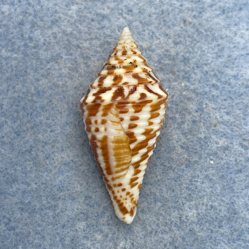 #37 Conus praecellens 32.3mm F+ Quezon, Philippines