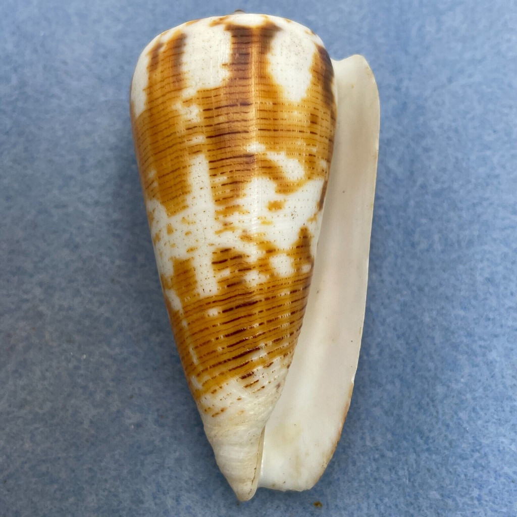 #12 Conus magus 72.1mm F+ Philippines