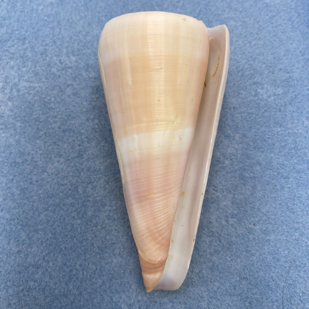 Conus kintoki 89mm F+ Cebu, Philippines