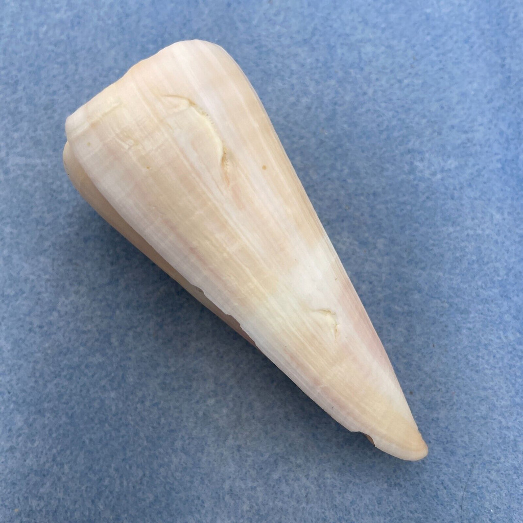 Conus kintoki 89mm F+ Cebu, Philippines