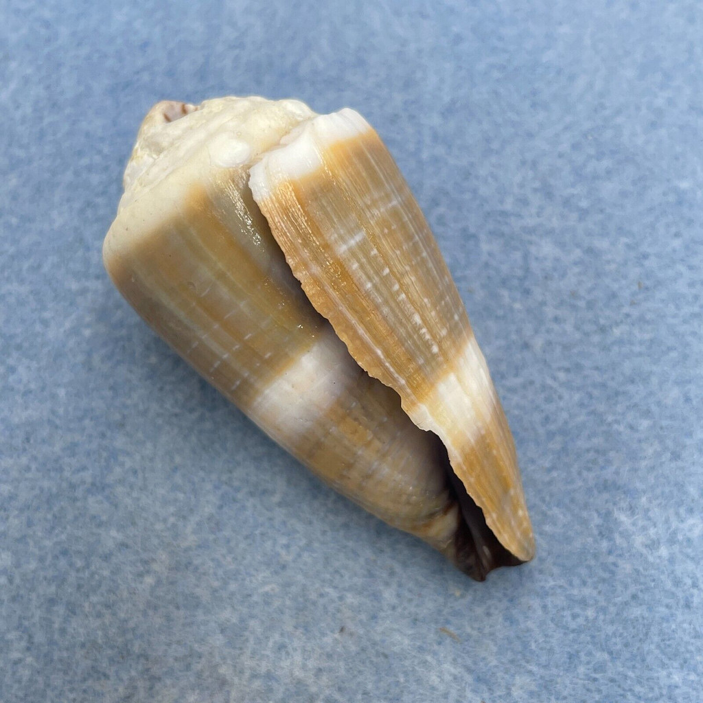 Conus lividus 56.6mm F+ (Rough Lip) Philippines
