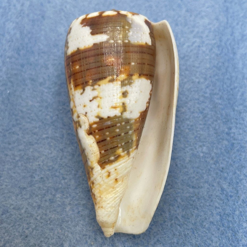 #10 Conus magus 59.3mm F++ Philippines