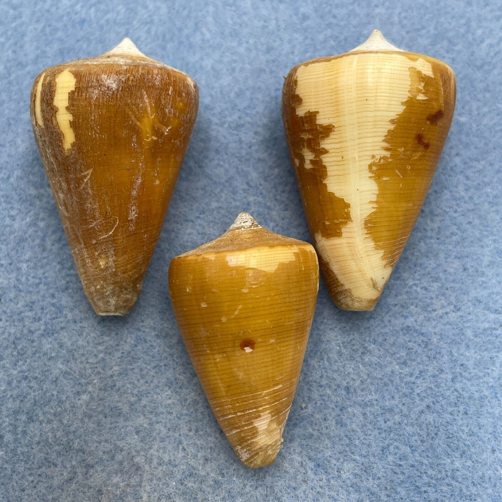 #2 Conus quercinus 34.5-39.8mm F+/++ W/Periostracum, No Data