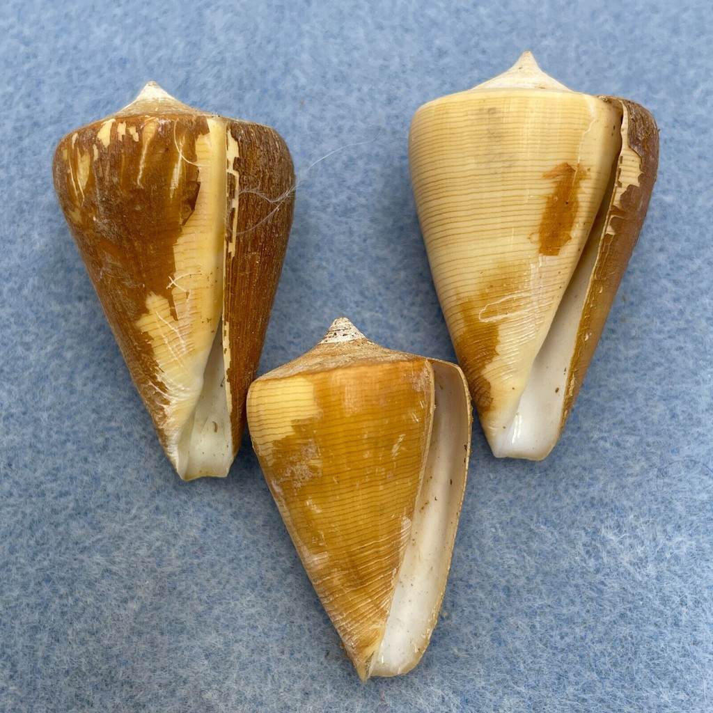 #2 Conus quercinus 34.5-39.8mm F+/++ W/Periostracum, No Data