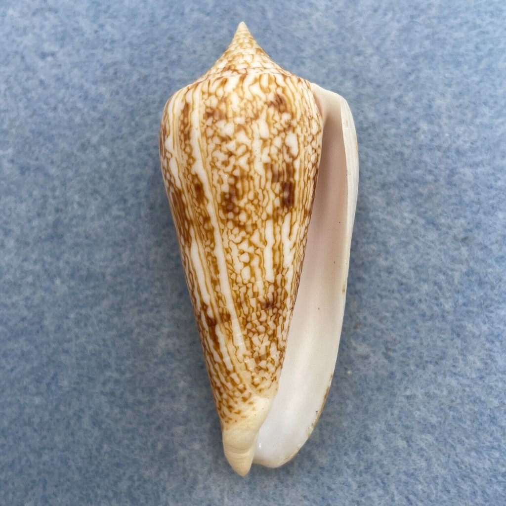 #10 Conus neptunus 59.2mm F++ Philippines