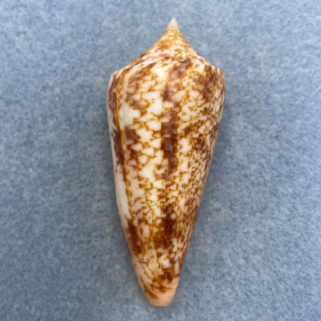 #12 Conus neptunus 62.2mm F++ Philippines