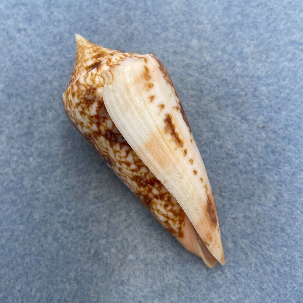 #12 Conus neptunus 62.2mm F++ Philippines