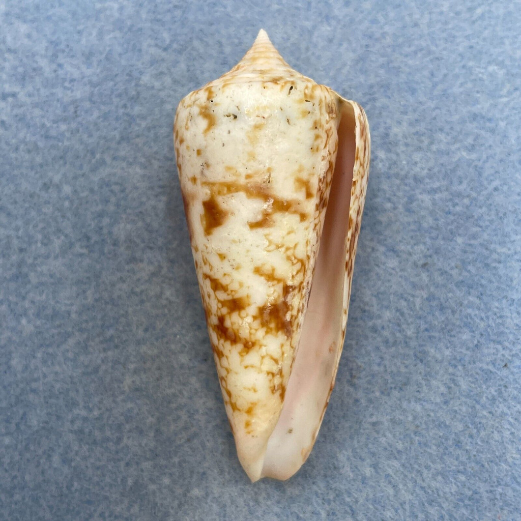 #14 Conus neptunus 60mm F+ Trawled, Siguijok Is. Philippines