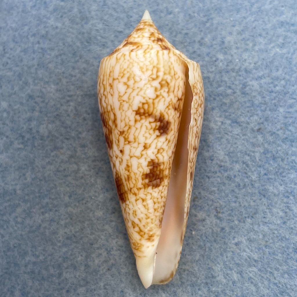 #18 Conus neptunus 53.2mm F+ (Rough Lip) Philippines