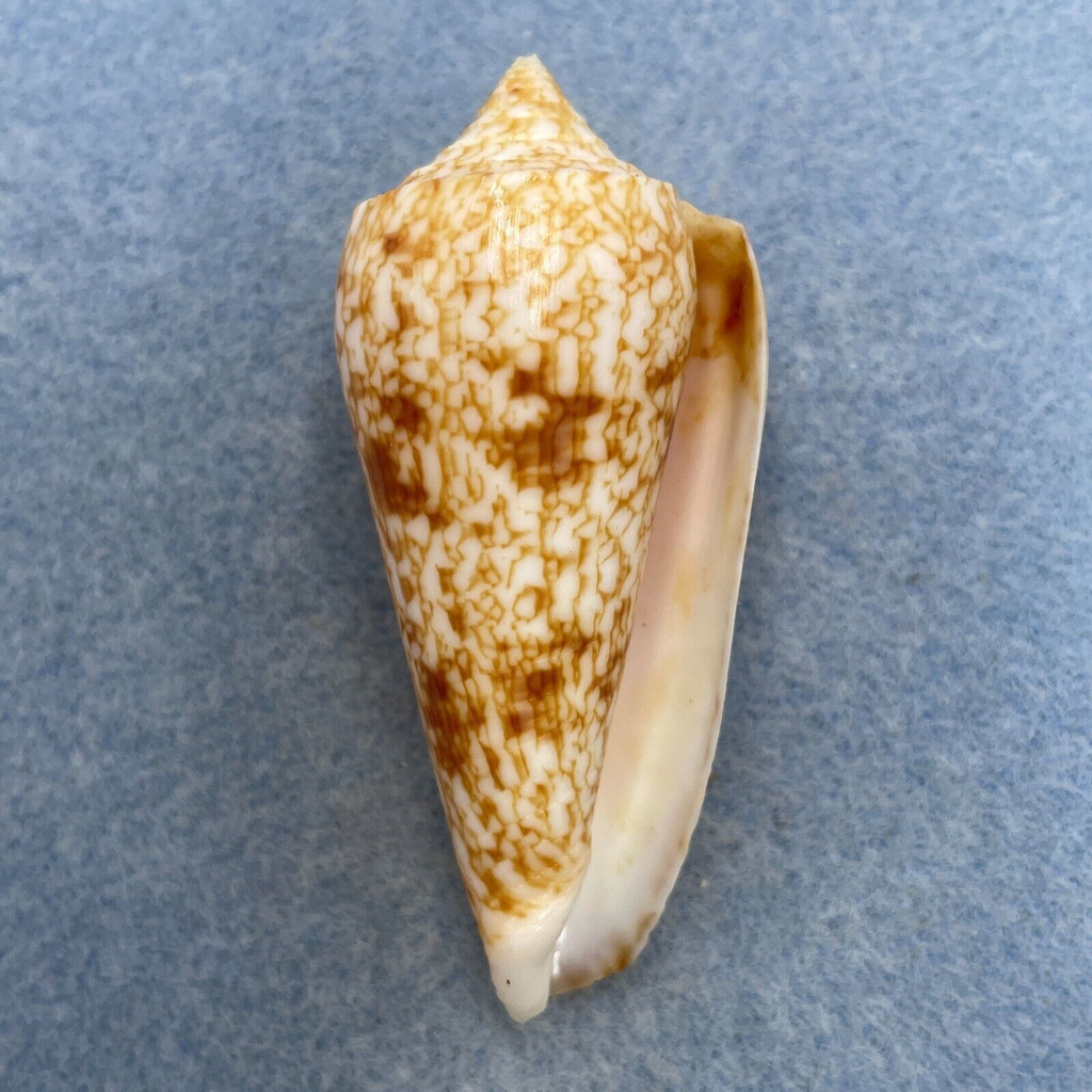 #16 Conus neptunus 60.7mm F+ Philippines