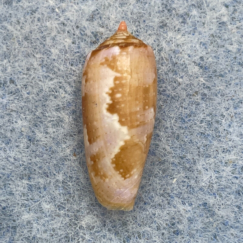 #21 Conus obscurus 18.5mm F+ No Data