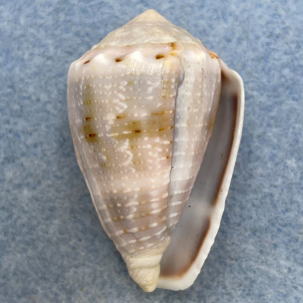 #1 Conus aristophanes 35.8mm F++ Samar, Philippines