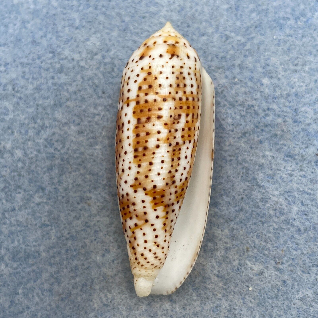 #3 Conus nussatella 46.5mm F+ Cebu, Philippines