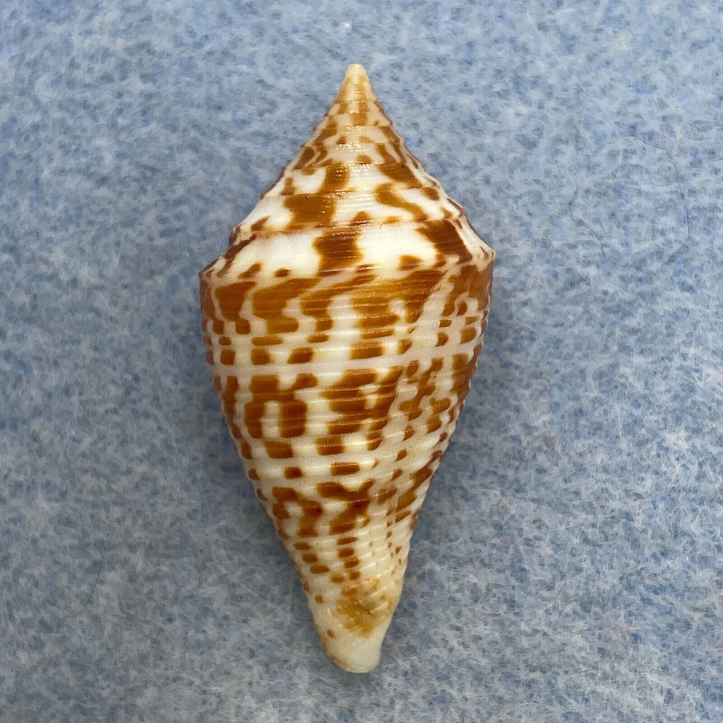 #38 Conus praecellens 33mm F++ Tayabas Bay, Philippines