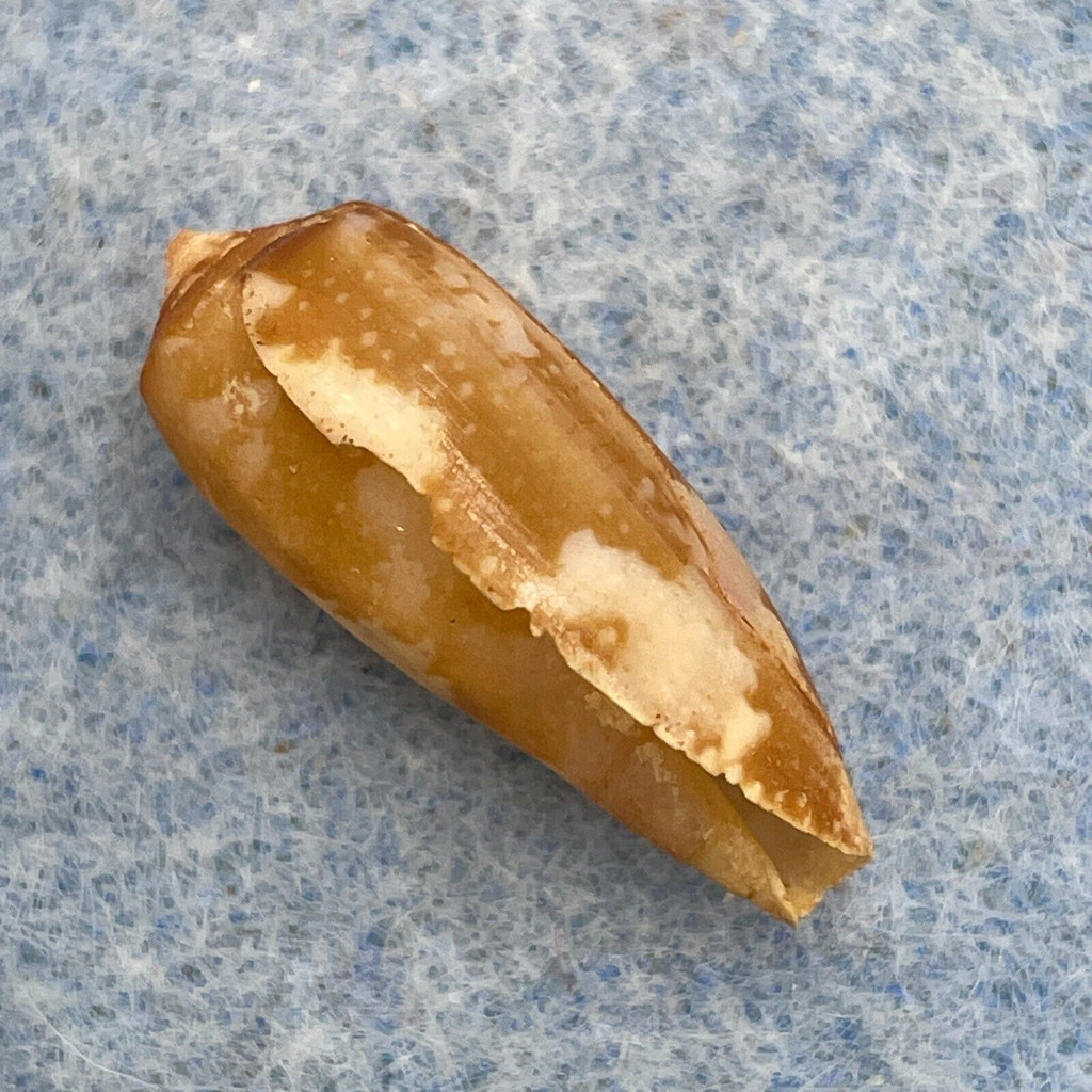 #19 Conus obscurus 20.1mm F+ No Data