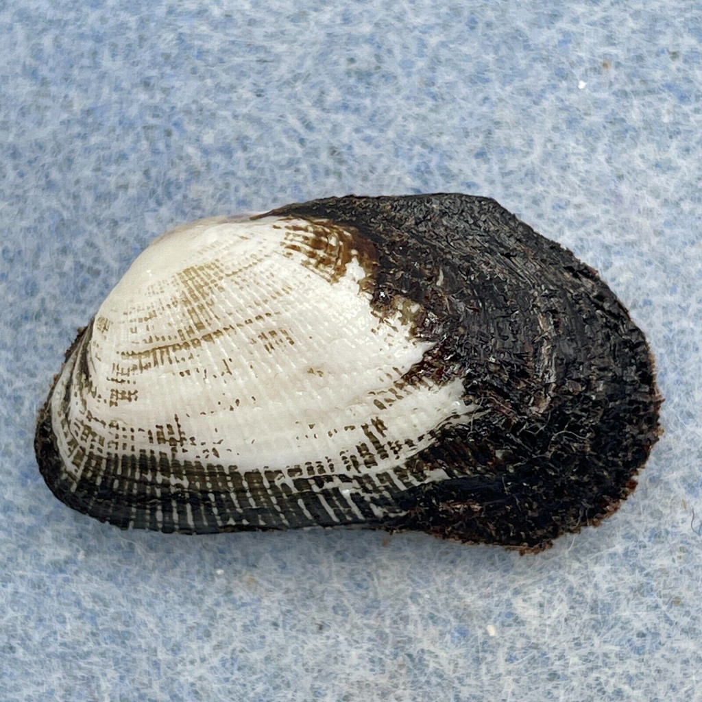 Barbatia velata 28mm F+ Washed Ashore, Changi Beack Park, Singapore Arcidae