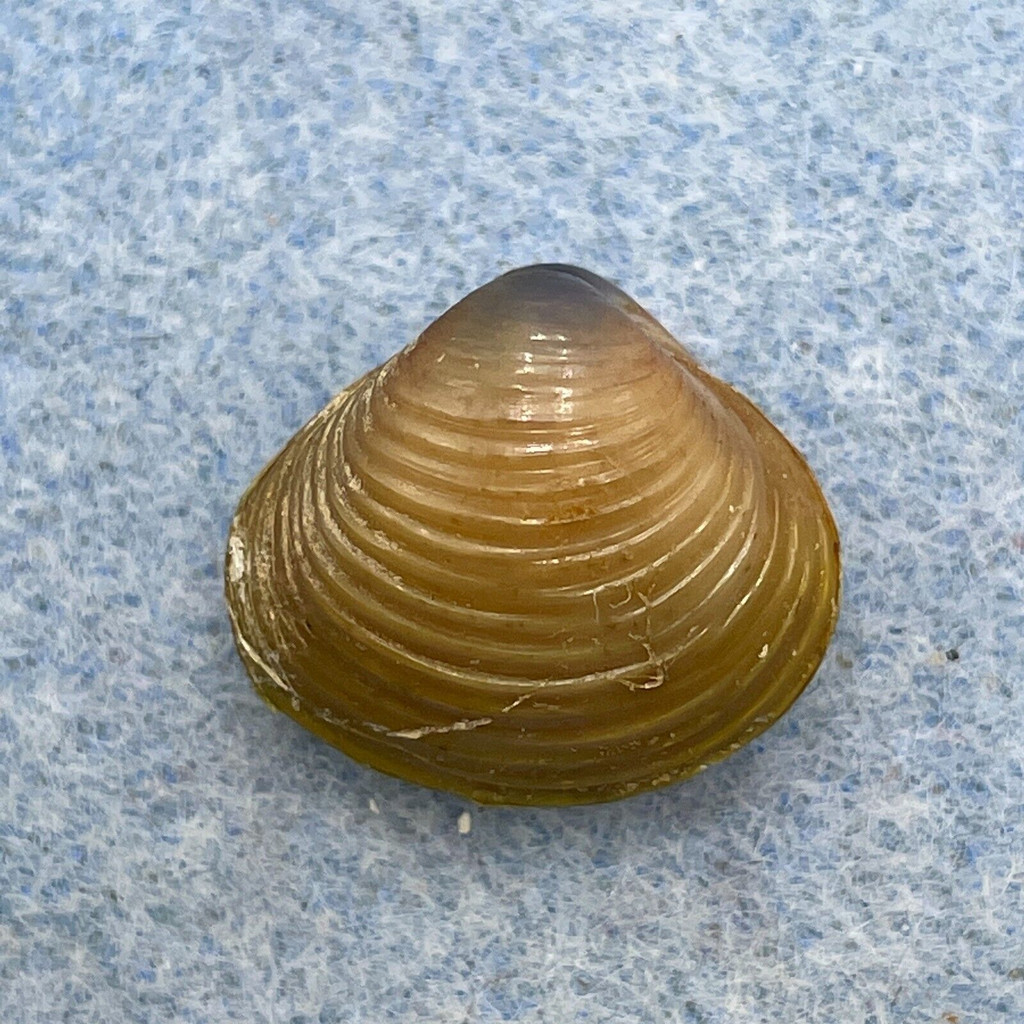 Corbicula fluminea 17.6mm F++ Spain, End Of River Ebro, In Channels