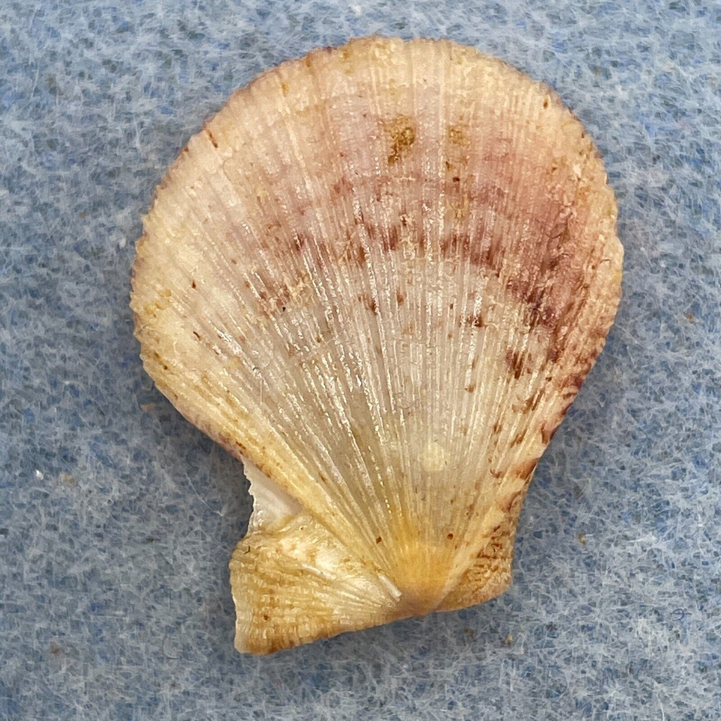 Semipallium fulvicostatum 24.9mm F++ Talikud Is. Philippines 20-30m Tangle Net