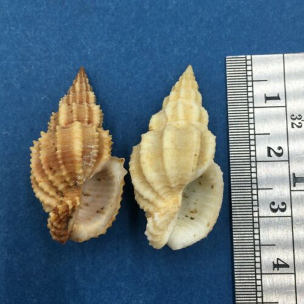 #2 Phos Senticosus Set x2 34-32.9mm Mikawa Bay Japan Trawled 50m Buccinidae
