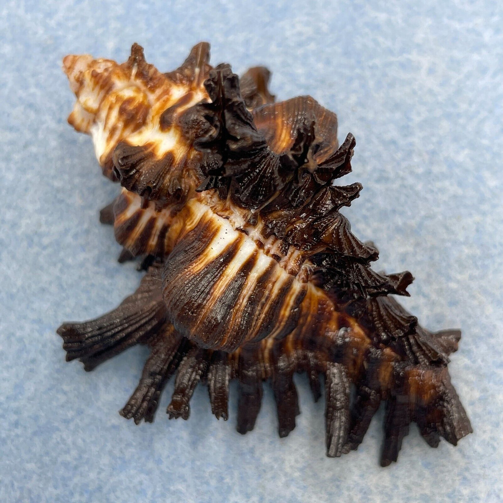 #21 Chicoreus brunneus 65.8mm F+ Philippines