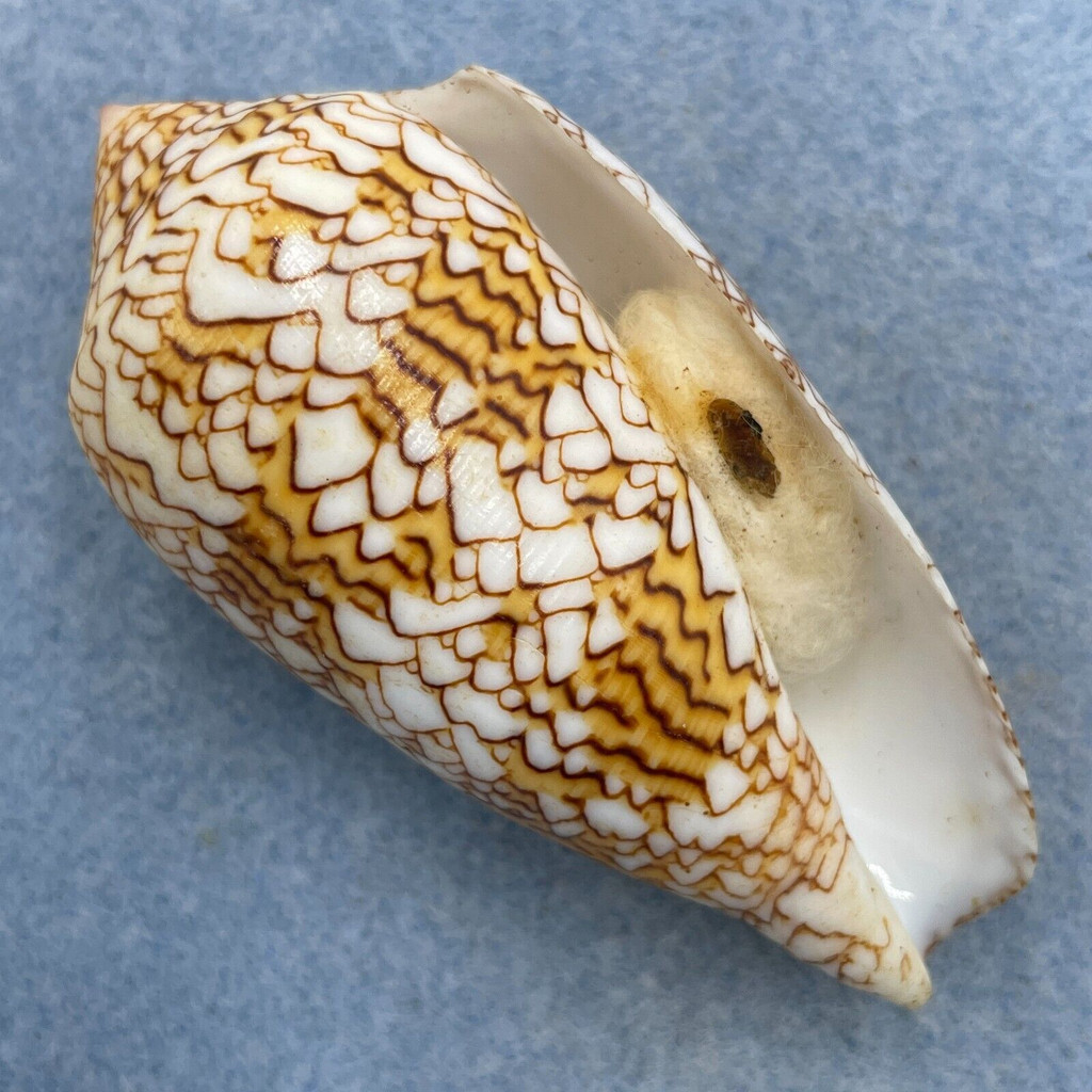 #4 Conus textile 70.5mm F++ W/O Seragoki Reef, Japan SCUBA 15 Under Rocks